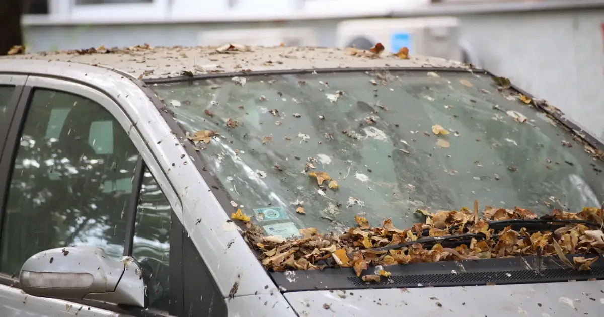 Como proteger a pintura do carro após sujeira de aves