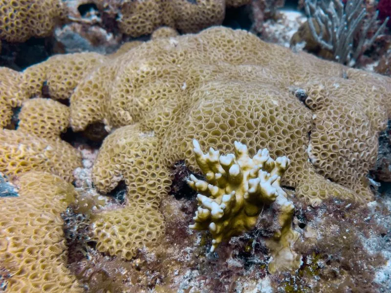 Programa na Flórida testa corais mais resistentes ao aquecimento do mar