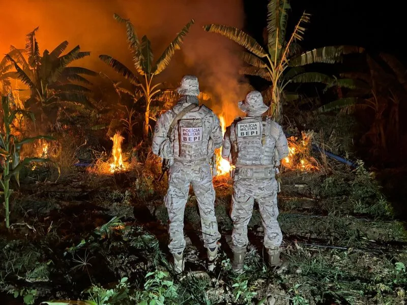 Sete são presos em sítio com plantação de maconha em Pernambuco