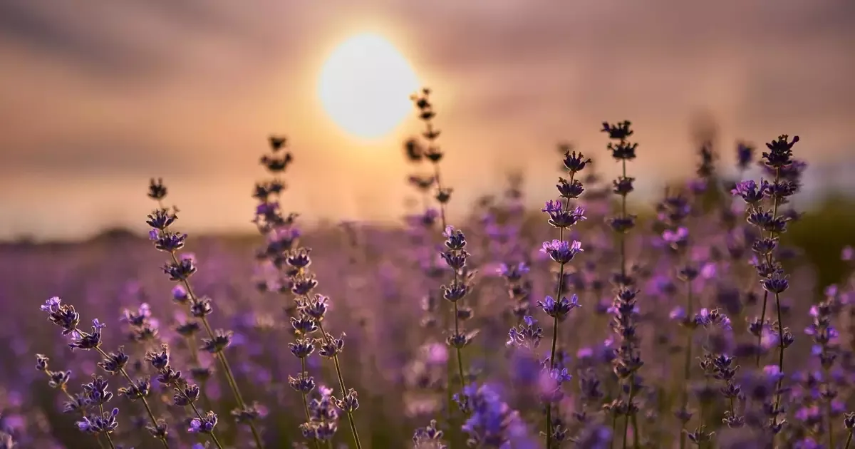 Como cultivar lavanda no Brasil em vasos, jardins e floreiras