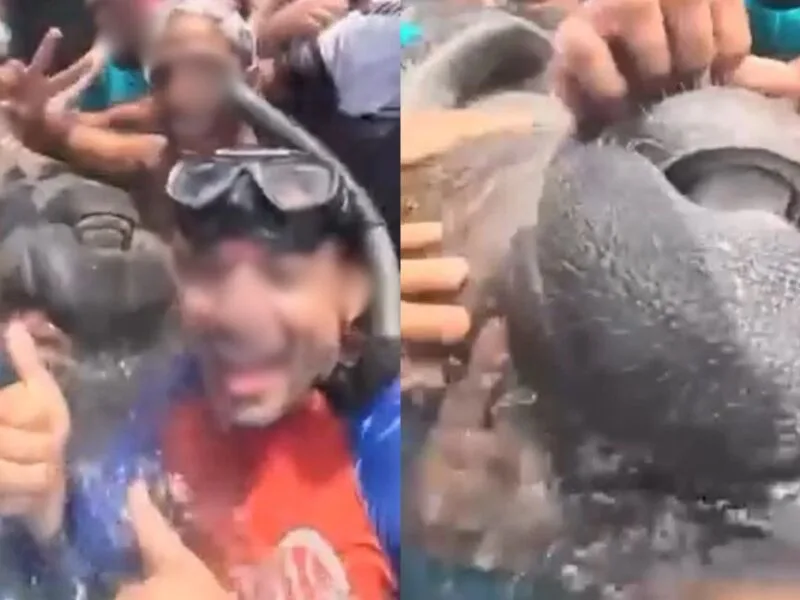Peixe-boi é cercado e tocado por banhistas na Praia do Cupe