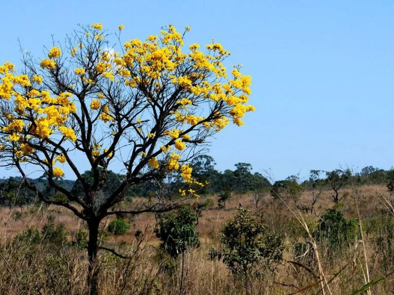 Alertas de desmatamento no Cerrado recuam 18,9% em agosto