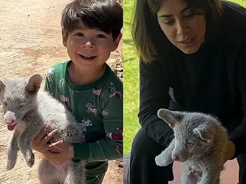 Bolt ganha um lar após ser confundido com coiote pela família