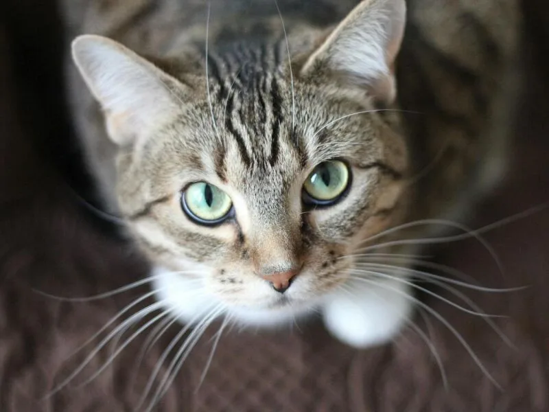 Quanto tempo um gato pode ficar sozinho, segundo veterinários