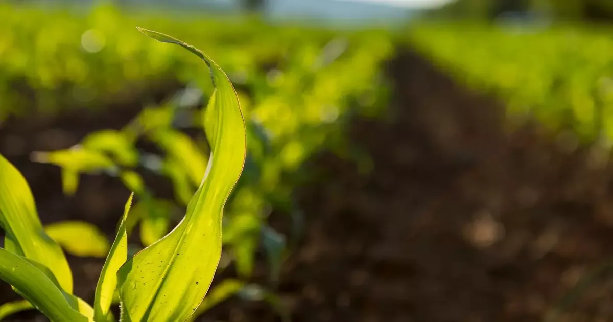 Pesquisa reaproveita baterias de carros elétricos na produção de fertilizantes