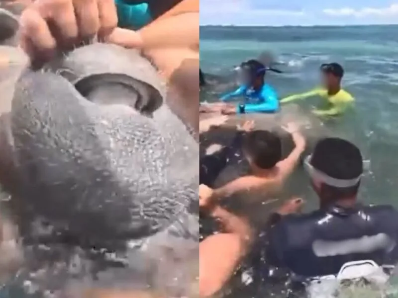 Ipojuca apura aglomeração em torno de peixe-boi na Praia do Cupe