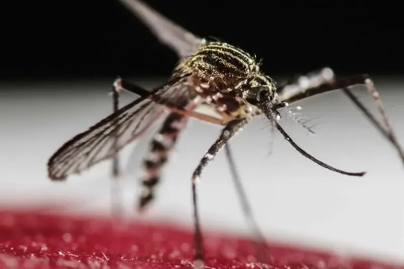 Estado de São Paulo registra 58.683 casos de dengue e 42 mortes