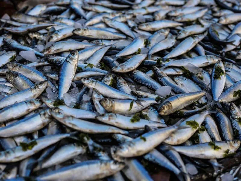 Peixes sustentam alimentação e economia, mas rios amazônicos sofrem pressão