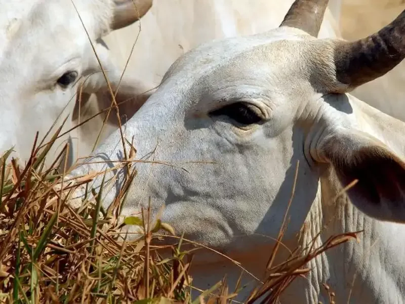 Carne bovina do Brasil terá tarifa de 67% na China após fim da cota