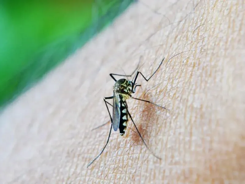 Flórida declara emergência após transmissão local de dengue em três condados