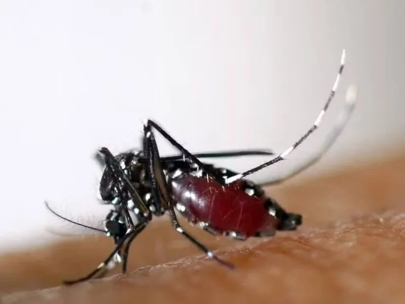 Pernambuco tem alta nas notificações de dengue e chikungunya em 2026