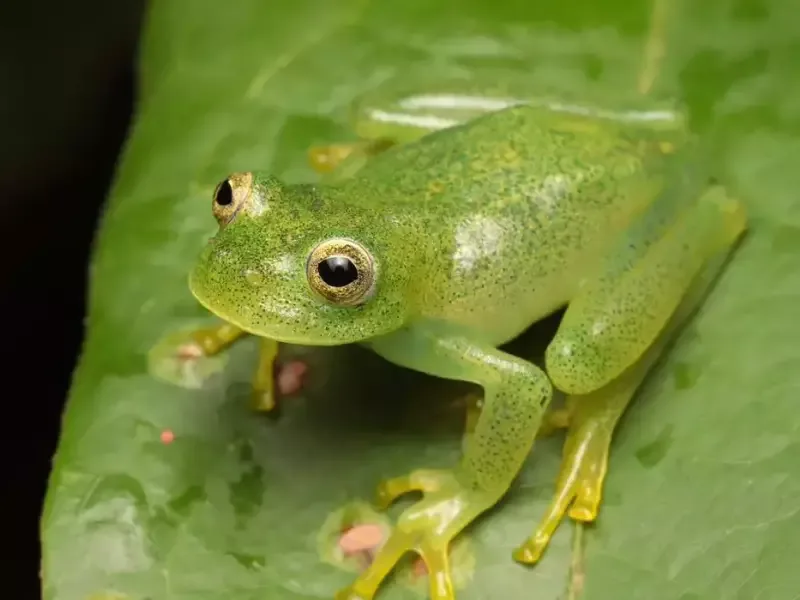 Nova rã-de-vidro é identificada no Cerrado de Goiás