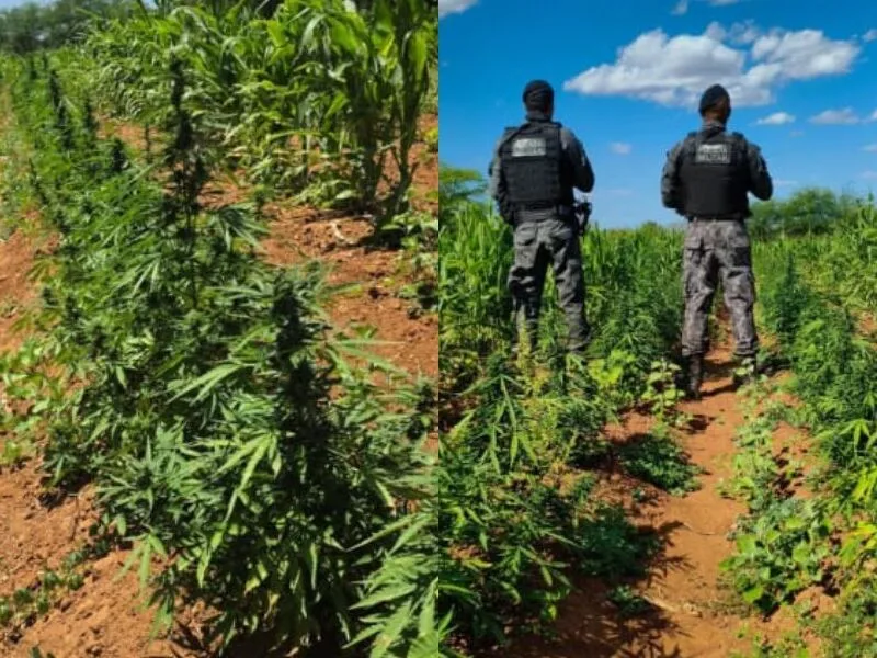 Polícia erradica 44.130 pés de maconha na zona rural de Floresta
