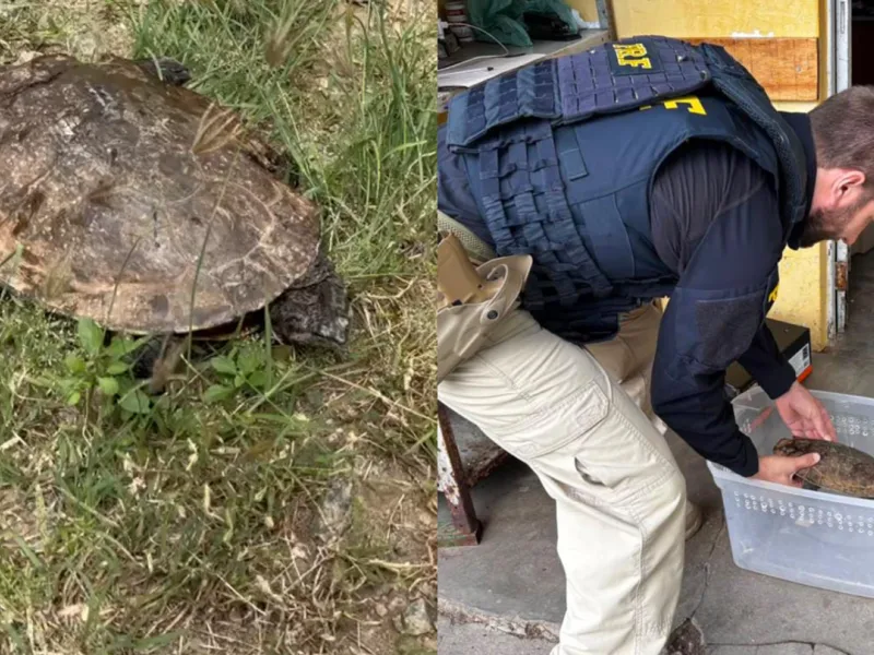 Cágado ferido é resgatado após atropelamento na BR-408, em Pernambuco